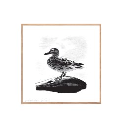 Grand p sen, Aage Sikker Hansen