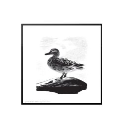 Grand p sen, Aage Sikker Hansen