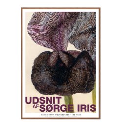 Et udsnit af srge iris 