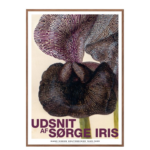 Et udsnit af srge iris 