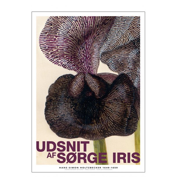Et udsnit af sørge iris 