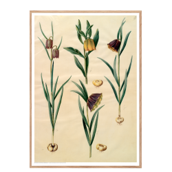 Holtzbecker, Blomstermotiv 10