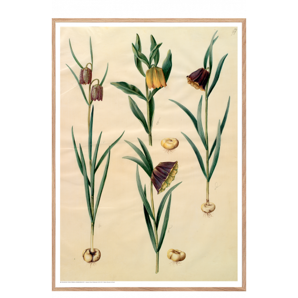 Holtzbecker, Blomstermotiv 10