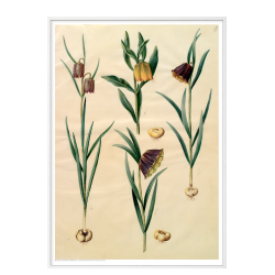 Holtzbecker, Blomstermotiv 10