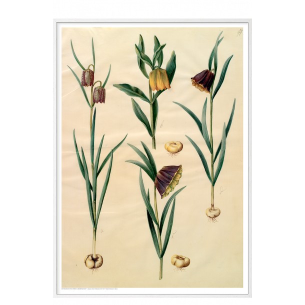 Holtzbecker, Blomstermotiv 10