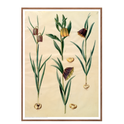 Holtzbecker, Blomstermotiv 10