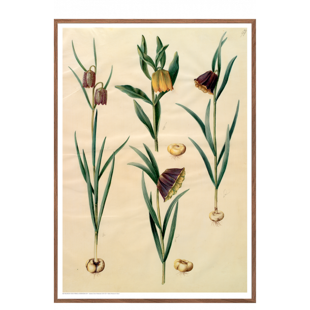 Holtzbecker, Blomstermotiv 10