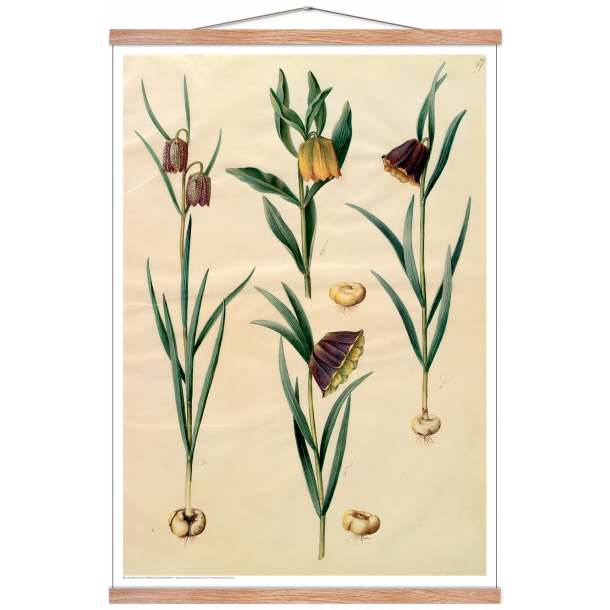 Holtzbecker, Blomstermotiv 10