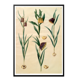 Holtzbecker, Blomstermotiv 10