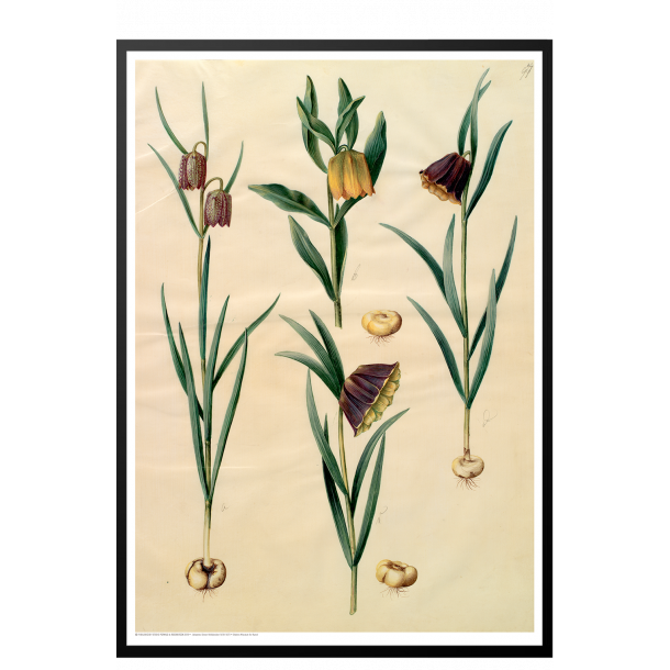 Holtzbecker, Blomstermotiv 10