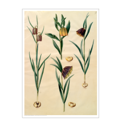 Holtzbecker, Blomstermotiv 10