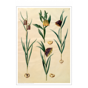 Holtzbecker, Blomstermotiv 10