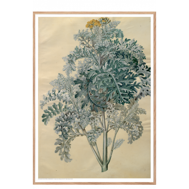 Holtzbecker, Blomstermotiv 12