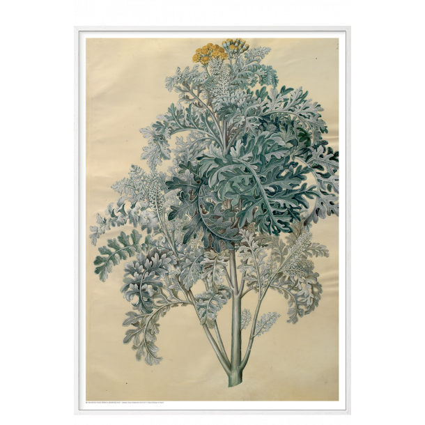 Holtzbecker, Blomstermotiv 12