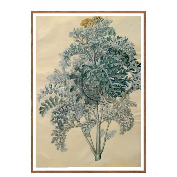 Holtzbecker, Blomstermotiv 12