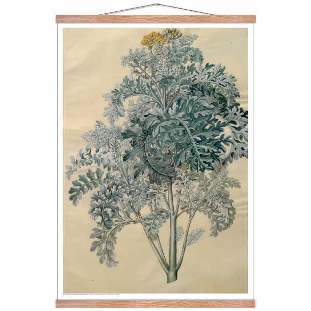 Holtzbecker, Blomstermotiv 12