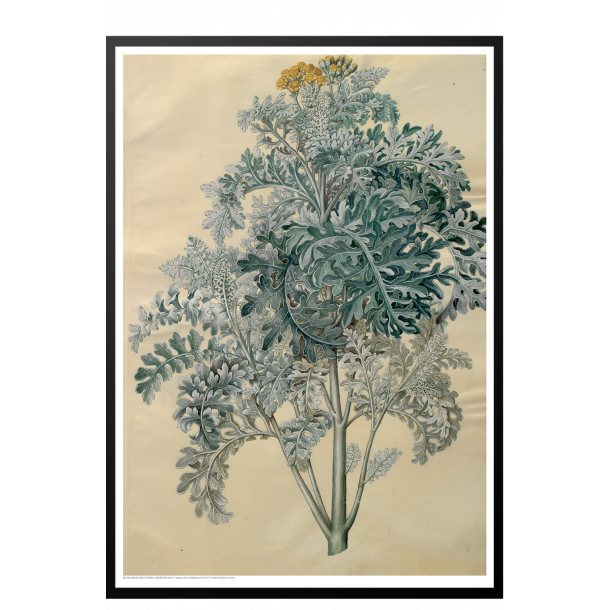 Holtzbecker, Blomstermotiv 12