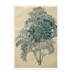 Holtzbecker, Blomstermotiv 12