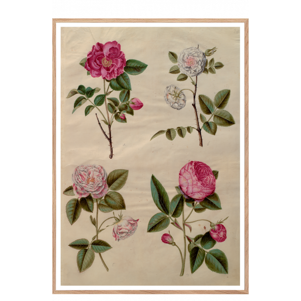 Holtzbecker, Blomstermotiv 13