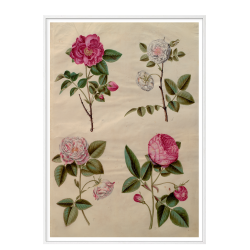 Holtzbecker, Blomstermotiv 13