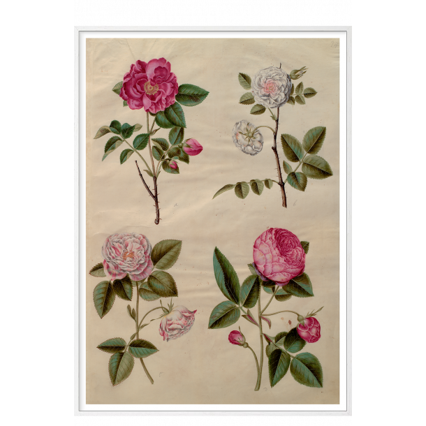 Holtzbecker, Blomstermotiv 13