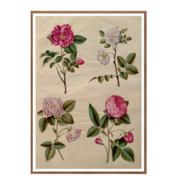 Holtzbecker, Blomstermotiv 13