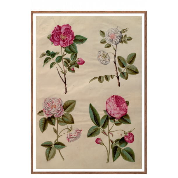 Holtzbecker, Blomstermotiv 13