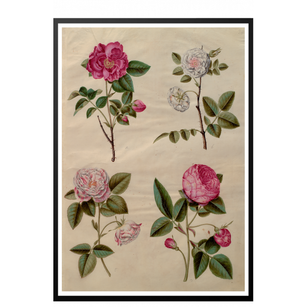 Holtzbecker, Blomstermotiv 13