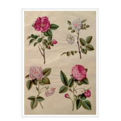 Holtzbecker, Blomstermotiv 13