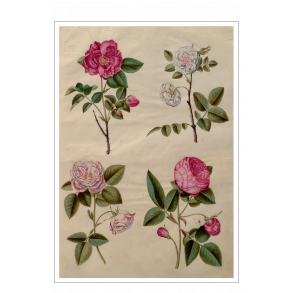 Holtzbecker, Blomstermotiv 13