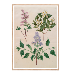 Holtzbecker, Blomstermotiv 16