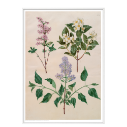 Holtzbecker, Blomstermotiv 16