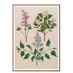 Holtzbecker, Blomstermotiv 16