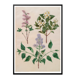 Holtzbecker, Blomstermotiv 16