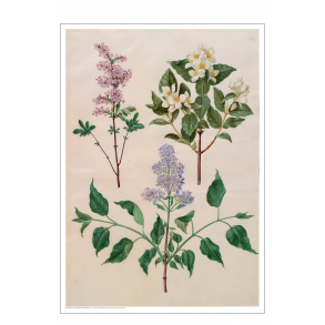 Holtzbecker, Blomstermotiv 16