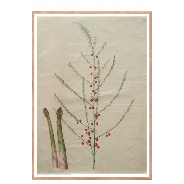 Holtzbecker, Blomstermotiv 19