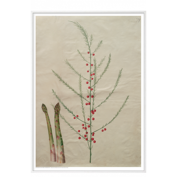 Holtzbecker, Blomstermotiv 19