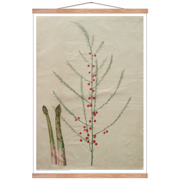 Holtzbecker, Blomstermotiv 19