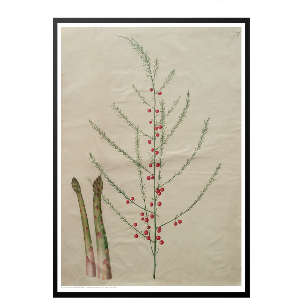 Holtzbecker, Blomstermotiv 19