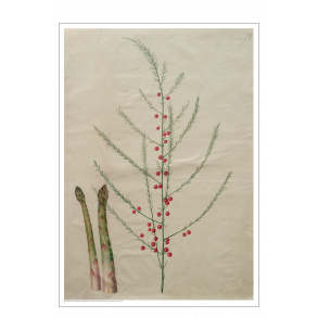 Holtzbecker, Blomstermotiv 19