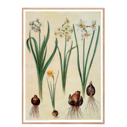 Holtzbecker, Blomstermotiv 2