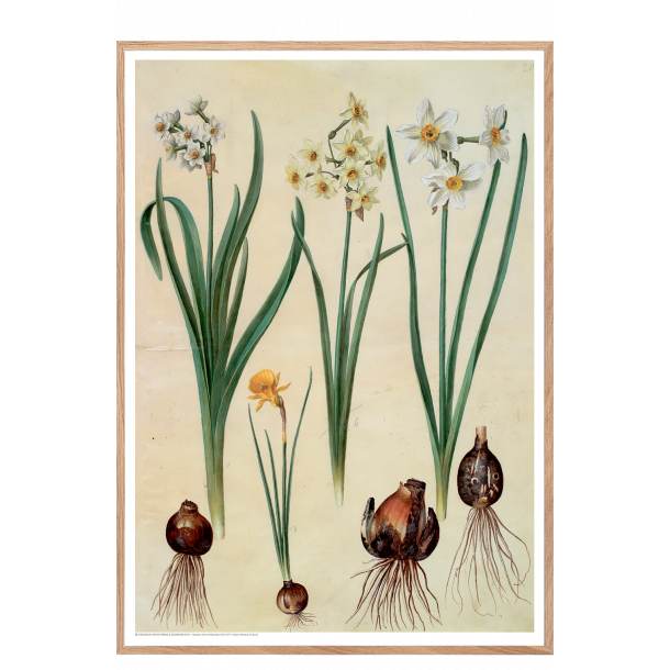 Holtzbecker, Blomstermotiv 2