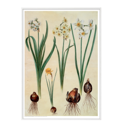 Holtzbecker, Blomstermotiv 2