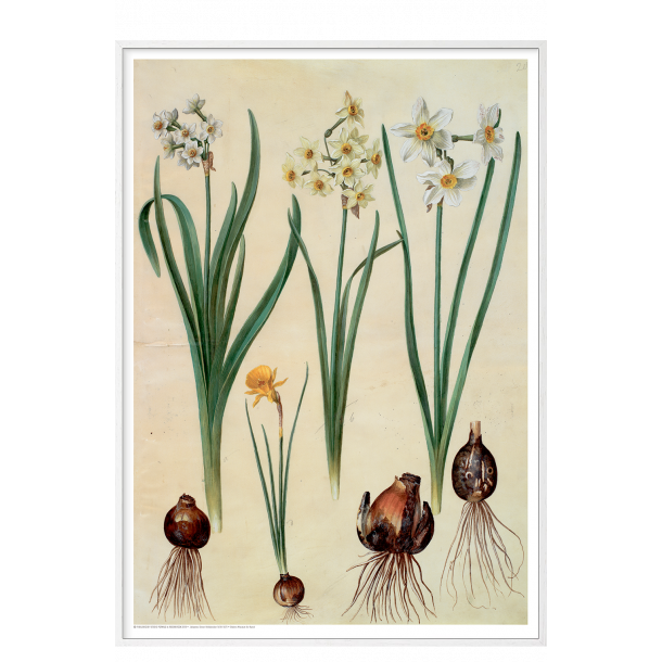 Holtzbecker, Blomstermotiv 2