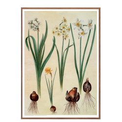 Holtzbecker, Blomstermotiv 2