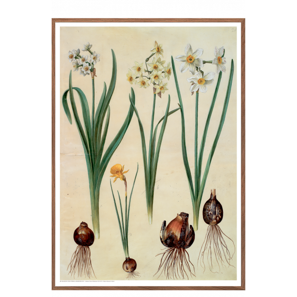 Holtzbecker, Blomstermotiv 2