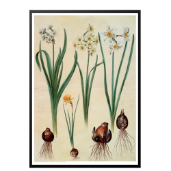 Holtzbecker, Blomstermotiv 2