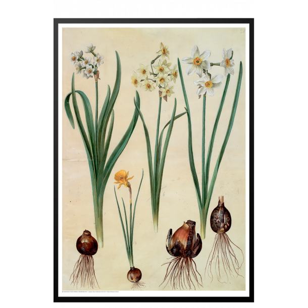 Holtzbecker, Blomstermotiv 2