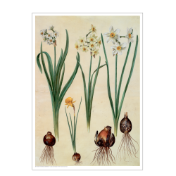 Holtzbecker, Blomstermotiv 2