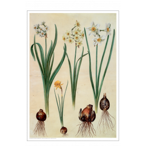 Holtzbecker, Blomstermotiv 2